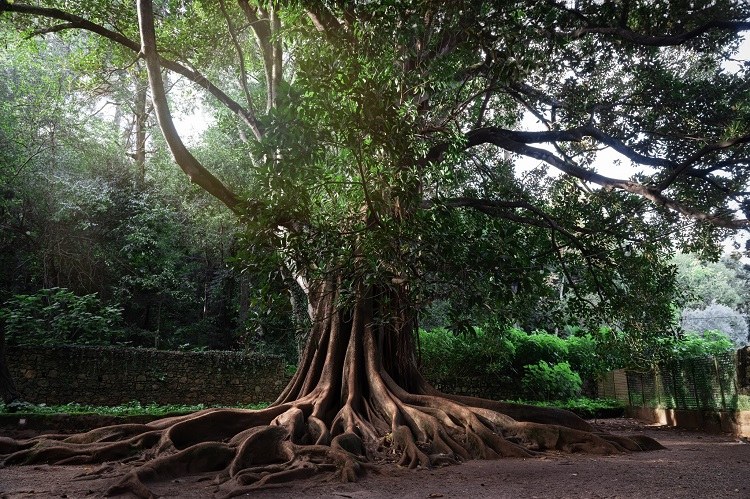 Jardins da Quinta das Lágrimas